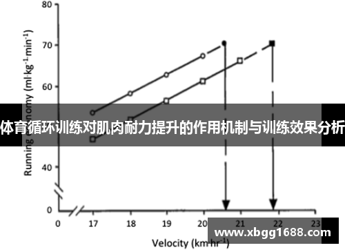 体育循环训练对肌肉耐力提升的作用机制与训练效果分析
